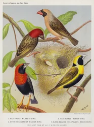 Rotgesichtiger Webervogel, Rotbeak-Webervogel, Oryx- oder Grenadier-Webervogel, Schwarzbauch- oder Napoleon-Webervogel